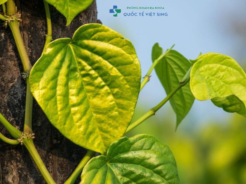 dùng lá trầu không chữa viêm bao quy đầu